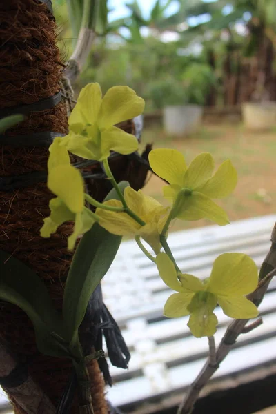Güzel dendrobium orkidesinin seçici odağı (Dendrobium sp.) Bahçedeki çiçek. Aile: Orkide.