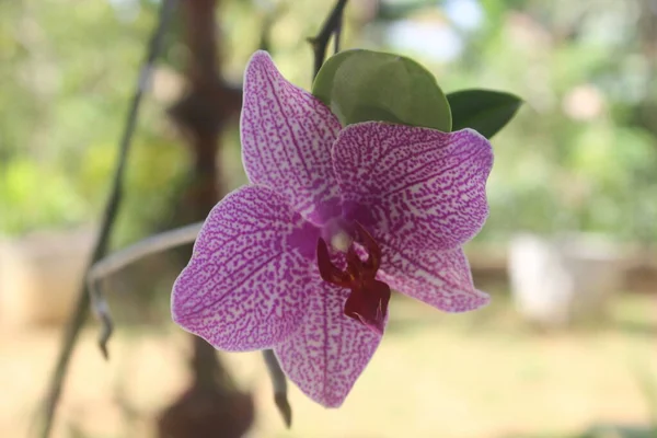 Mor orkide. Bahçede bulanık arka planlı pembe Doritaenopsis (phalaenopsis) orkidelerinin seçici odağı. Ay orkidesi çiçeği. 