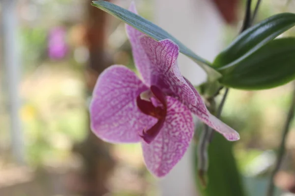 Orchidée Pourpre Concentration Sélective Orchidées Roses Doritaenopsis Phalaenopsis Dans Jardin — Photo