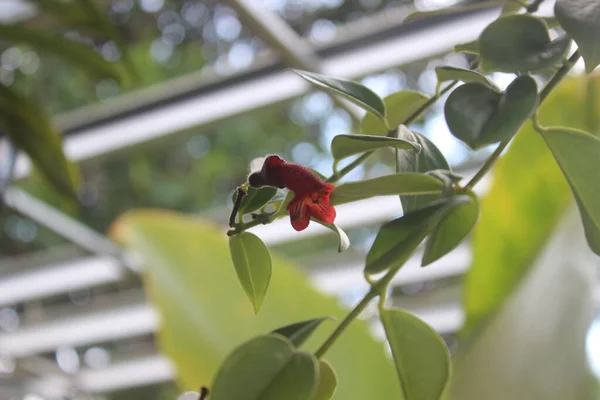 Bulanık Arka Planda Güzel Kırmızı Aeschynanthus Çiçeklerinin Yakın Çekimi Latince — Stok fotoğraf