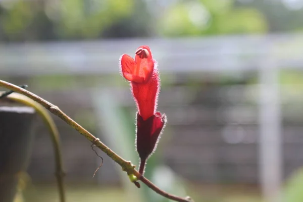 Nahaufnahme Schöner Roter Aeschynanthus Blüten Auf Verschwommenem Hintergrund Lateinischer Name — Stockfoto