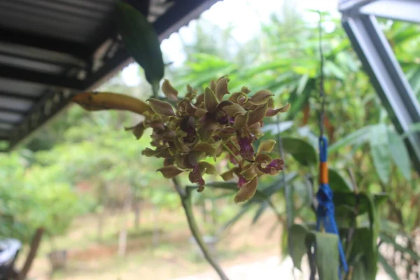 Bahçedeki güzel sarı Dendrobium renk değiştiren orkide çiçeklerinin seçici odağı bulanık arkaplanlı.