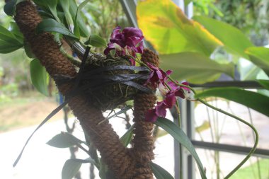 Güzel dendrobium orkidesinin seçici odağı (Dendrobium sp.) Bahçedeki çiçek. Aile: Orkide.