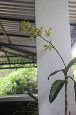 Güzel dendrobium orkidesinin seçici odağı (Dendrobium sp.) Bahçedeki çiçek. Aile: Orkide.