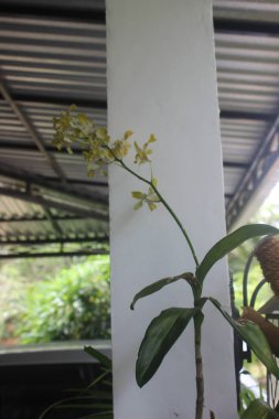 Güzel dendrobium orkidesinin seçici odağı (Dendrobium sp.) Bahçedeki çiçek. Aile: Orkide.