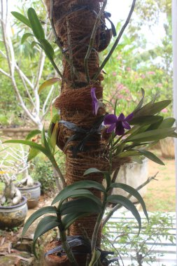 Güzel dendrobium orkidesinin seçici odağı (Dendrobium sp.) Bahçedeki çiçek. Aile: Orkide.