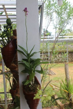 Güzel dendrobium orkidesinin seçici odağı (Dendrobium sp.) Bahçedeki çiçek. Aile: Orkide.