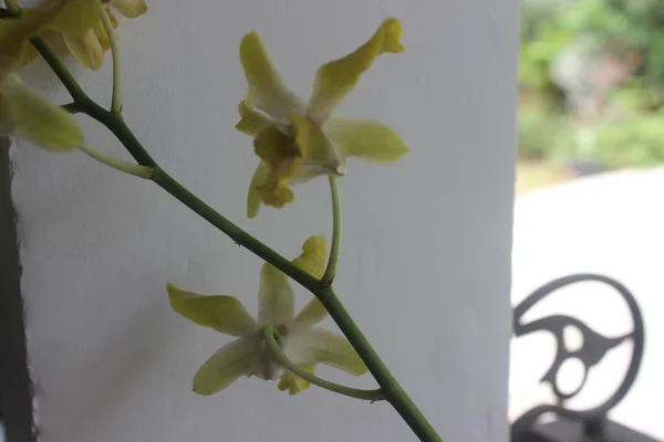 Selektiver Fokus Der Schönen Dendrobium Orchidee Dendrobium Blume Garten Familie — Stockfoto