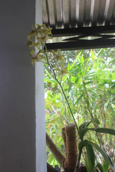 美しいデンドロビウム蘭 Dendrobium の選択的な焦点 庭の花だ ラン科 — ストック写真