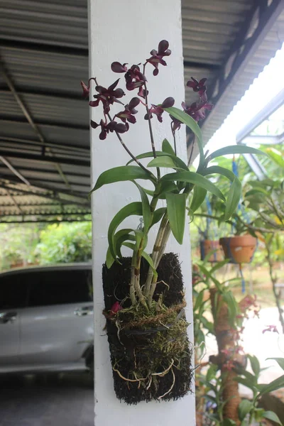 Güzel dendrobium orkidesinin seçici odağı (Dendrobium sp.) Bahçedeki çiçek. Aile: Orkide.
