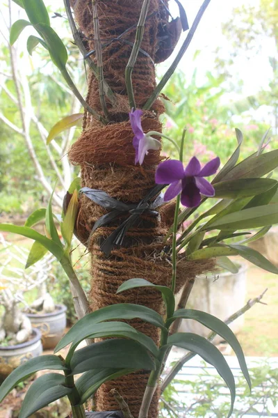 Güzel Dendrobium Orkidesinin Seçici Odağı Dendrobium Bahçedeki Çiçek Aile Orkide — Stok fotoğraf