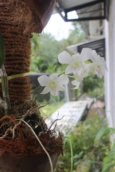 Szelektív Fókusz Gyönyörű Fehér Dendrobium Nobile Orchidea Virág Kertben Elmosódott — Stock Fotó