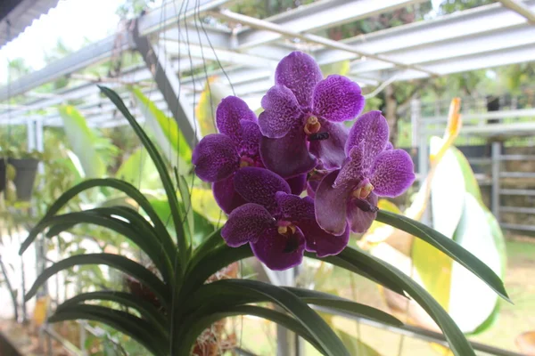 Concentration Sélective Belles Fleurs Orchidée Bleu Cire Pure Vanda Ple — Photo