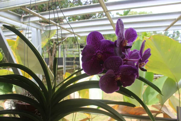 Foco Selectivo Hermosas Flores Puras Orquídea Cera Azul Ple Vanda —  Fotos de Stock
