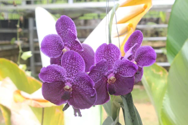 Concentration Sélective Belles Fleurs Orchidée Bleu Cire Pure Vanda Ple — Photo