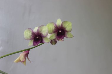 Güzel dendrobium orkidesinin seçici odağı (Dendrobium sp.) Bahçedeki çiçek. Aile: Orkide.