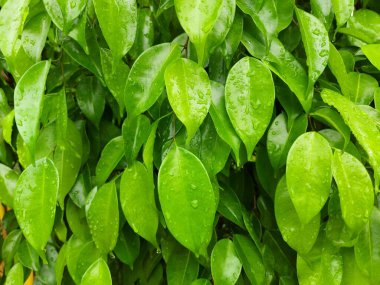 Su damlalı güzel yeşil yaprakların seçici odağı. Özgeçmiş için iyi.