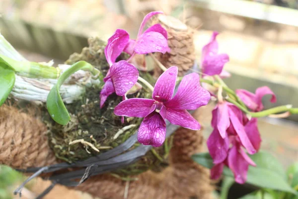 Güzel dendrobium orkidesinin seçici odağı (Dendrobium sp.) Bahçedeki çiçek. Aile: Orkide.