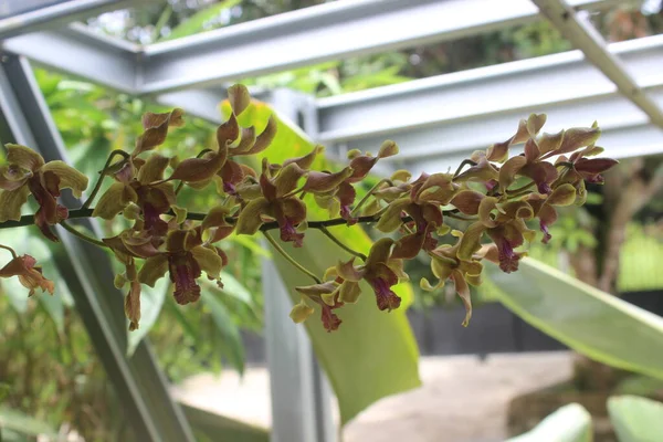 Bahçedeki Güzel Sarı Dendrobium Renk Değiştiren Orkide Çiçeklerinin Seçici Odağı — Stok fotoğraf