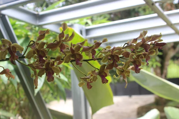 Bahçedeki güzel sarı Dendrobium renk değiştiren orkide çiçeklerinin seçici odağı bulanık arkaplanlı.
