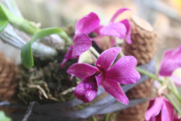 Güzel dendrobium orkidesinin seçici odağı (Dendrobium sp.) Bahçedeki çiçek. Aile: Orkide.