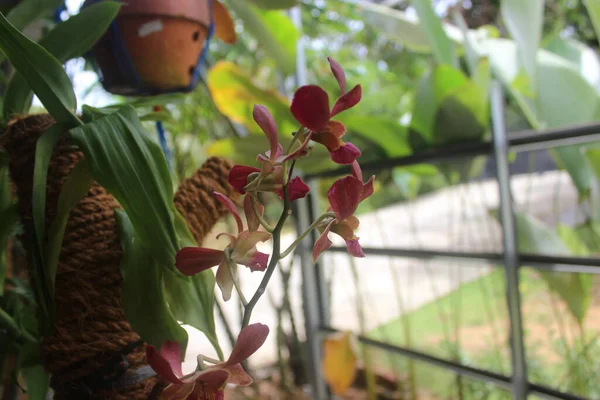 Güzel Dendrobium Orkidesinin Seçici Odağı Dendrobium Bahçedeki Çiçek Aile Orkide — Stok fotoğraf