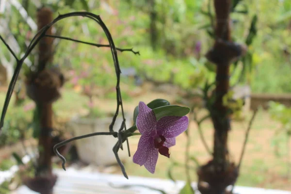 Фиолетовая Орхидея Селективный Фокус Розовых Орхидей Doritaenopsis Фаленопсис Саду Размытым — стоковое фото