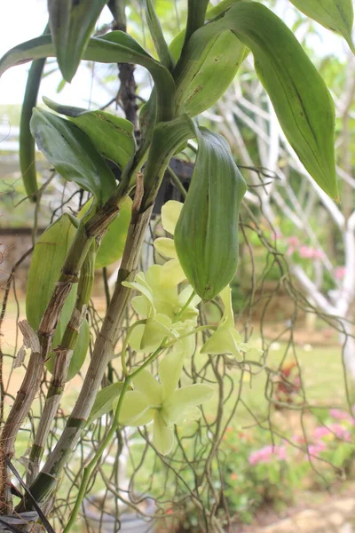Güzel Dendrobiyumun Yakın Plan Görüntüsü Bulanık Arka Planda Yeşil Orkide — Stok fotoğraf