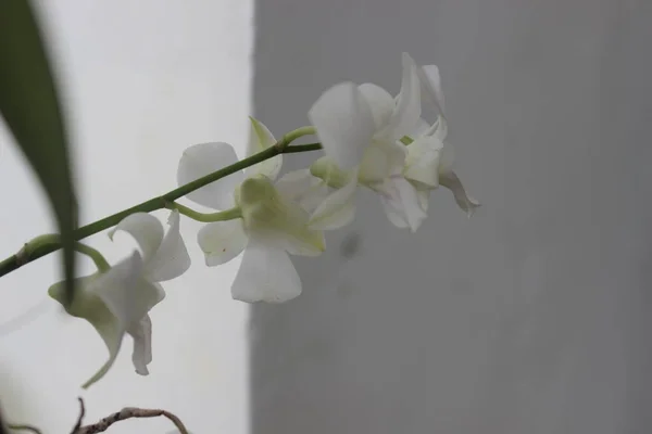 Selektivt Fokus Vackra Vita Dendrobium Nobile Orkidé Blomma Trädgården Suddig — Stockfoto