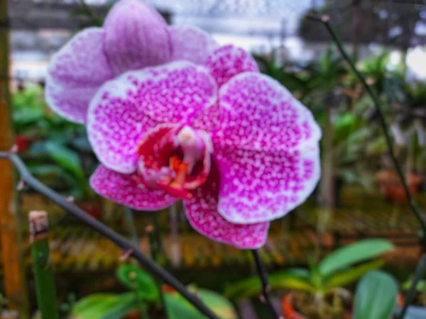 Расслабленный Абстрактный Фон Красивого Цветка Doritaenopsis Саду — стоковое фото