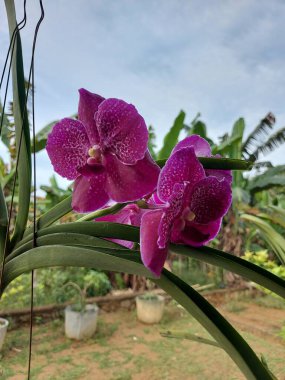 Bahçedeki Vanda Saf Pembe Orkidesi 'nin güzelliğine odaklan. Bulanık arkaplan.