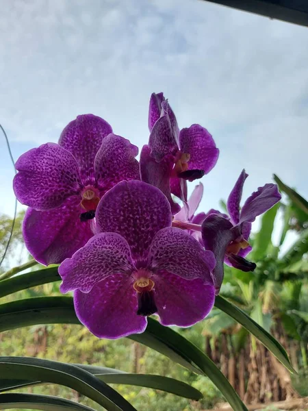 Seletivamente Foque Beleza Orquídea Vanda Pure Wax Blue Ple Jardim — Fotografia de Stock