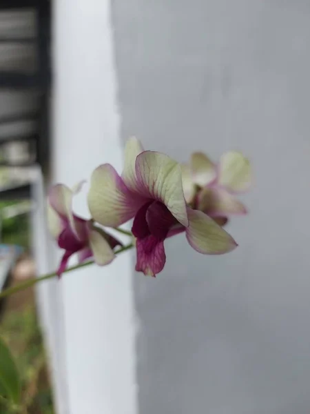 Focus Selettivo Del Fiore Del Orchid Del Bigibbum Dendrobium Comunemente — Foto Stock