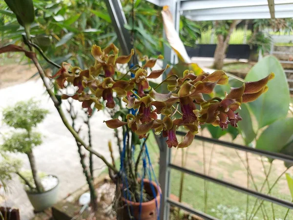 Bahçedeki güzel sarı Dendrobium renk değiştiren orkide çiçeklerinin seçici odağı bulanık arka planda.