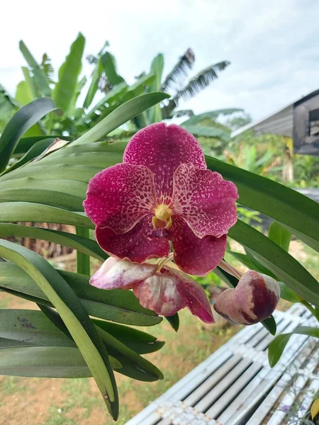 背景にぼやけた庭の美しい赤いバンダ蘭の花の選択的な焦点 — ストック写真