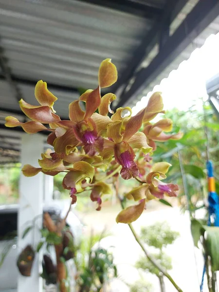 Concentration Sélective Belles Fleurs Jaunes Orchidée Décoloration Dendrobium Dans Jardin — Photo