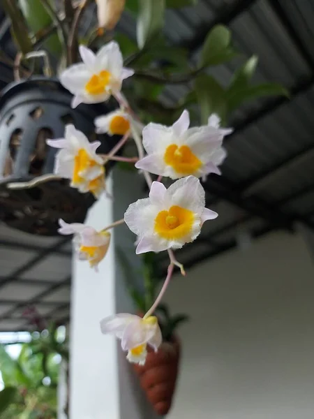 庭で美しいDendrobium Thyrsiflorum蘭の花の選択的な焦点 学名はDendrobium Thyrsiflorum Williamsです Dendrobium Densiflorum Varとも呼ばれる アルボテウム フックF — ストック写真