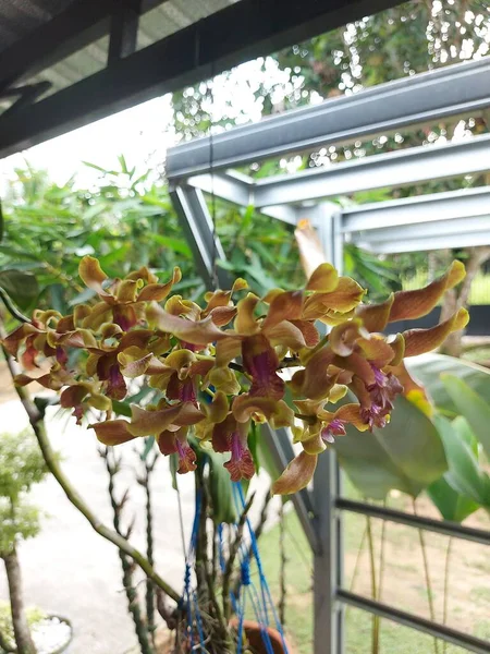 Concentration Sélective Belles Fleurs Jaunes Orchidée Décoloration Dendrobium Dans Jardin — Photo