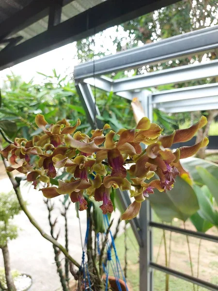 Bahçedeki güzel sarı Dendrobium renk değiştiren orkide çiçeklerinin seçici odağı bulanık arka planda.