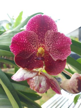 Bahçedeki güzel kırmızı vanda orkide çiçeklerinin seçici odağı bulanık arka planda. 