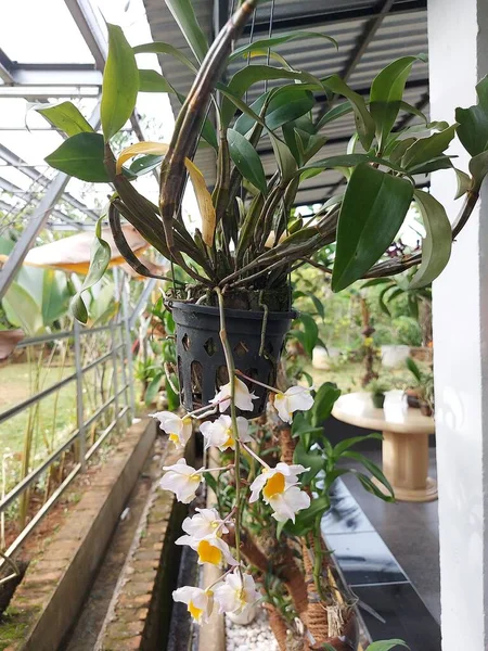 Селективный Фокус Красивого Цветка Тирсифлорума Дендробиум Саду Биномиальное Название Dendrobium — стоковое фото