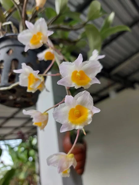 Foyer Sélectif Belle Fleur Orchidée Dendrobium Thyrsiflorum Dans Jardin Son — Photo