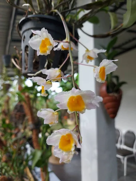Foco Selectivo Flor Hermosa Orquídea Dendrobium Thyrsiflorum Jardín Nombre Binomial —  Fotos de Stock