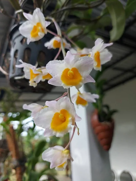 Foyer Sélectif Belle Fleur Orchidée Dendrobium Thyrsiflorum Dans Jardin Son — Photo