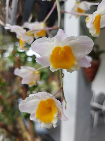 Selective Focus Beautiful Dendrobium Thyrsiflorum Orchid Flower Garden Its Binomial — Stock Photo, Image
