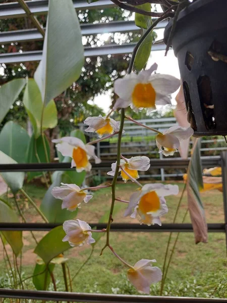 Foyer Sélectif Belle Fleur Orchidée Dendrobium Thyrsiflorum Dans Jardin Son — Photo