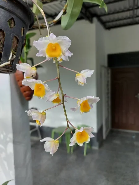 庭で美しいDendrobium Thyrsiflorum蘭の花の選択的な焦点 学名はDendrobium Thyrsiflorum Williamsです Dendrobium Densiflorum Varとも呼ばれる アルボテウム フックF — ストック写真