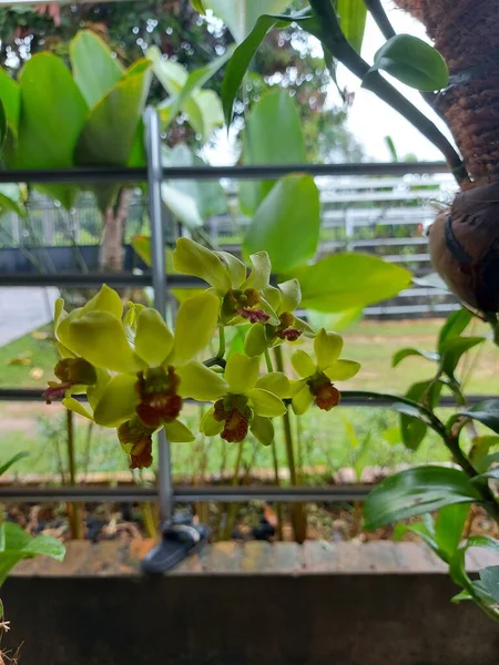 Выборочный Фокус Красивого Желтого Цветка Дендробиума Орхидеи Саду Размытом Фоне — стоковое фото