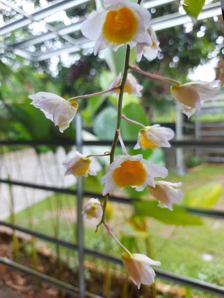 庭で美しいDendrobium Thyrsiflorum蘭の花の選択的な焦点 学名はDendrobium Thyrsiflorum Williamsです Dendrobium Densiflorum Varとも呼ばれる アルボテウム フックF — ストック写真
