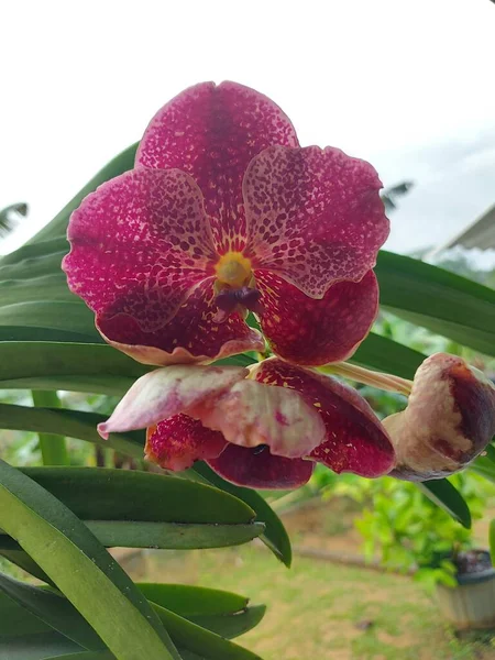 Focus Selettivo Bellissimi Fiori Orchidea Vanda Rossa Giardino Sfondo Sfocato — Foto Stock